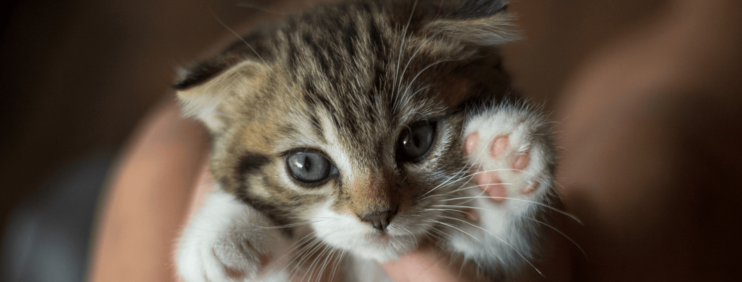 Croccantini e cibo umido kitten per gattini
