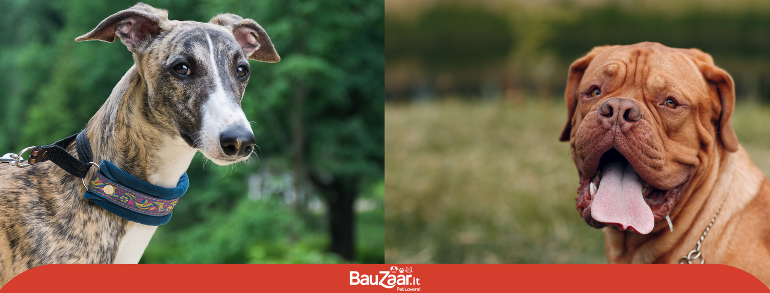 Levriero o mastino: quale cane scegliere?