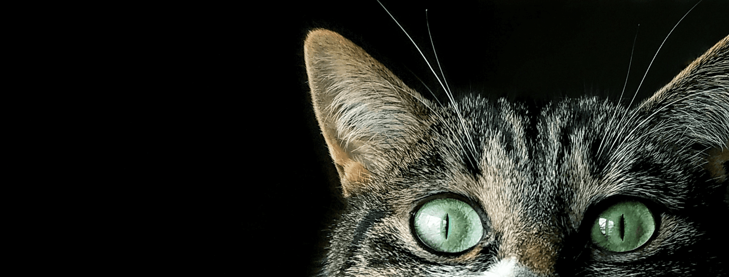 Gli occhi del gatto