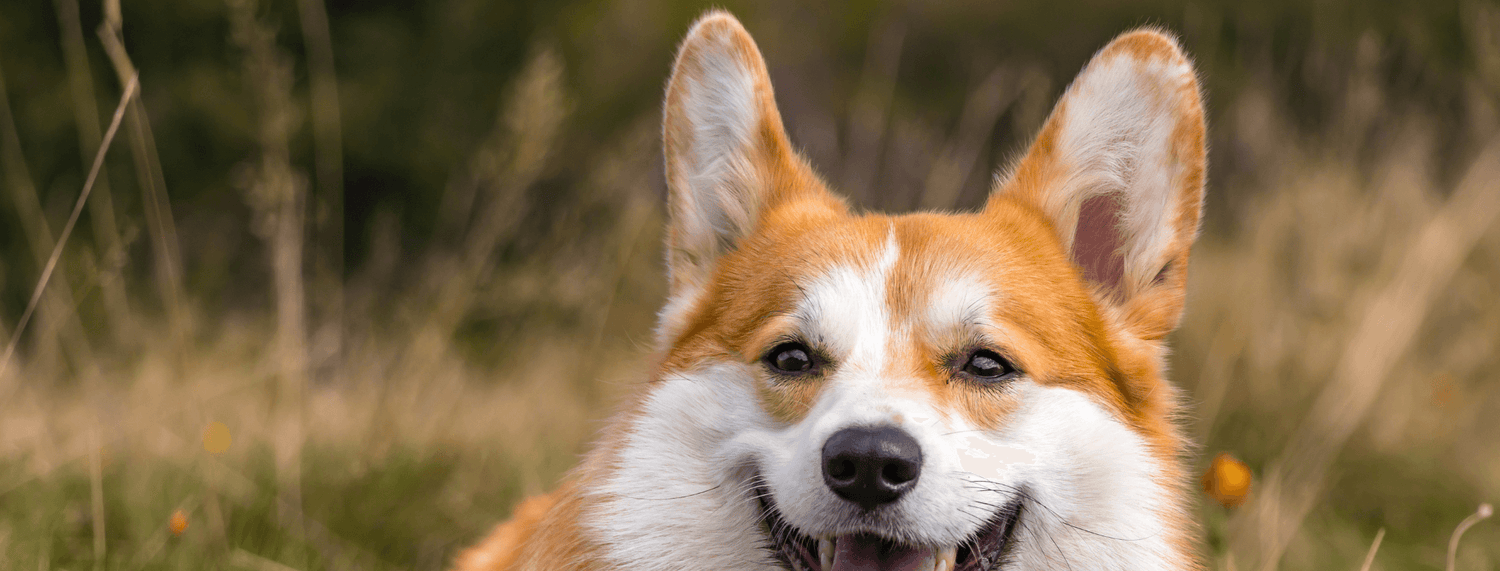 Come pulire le orecchie del cane?