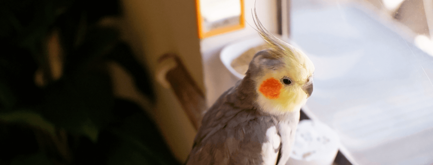 Pappagalli Cacatua: caratteristiche e comportamento