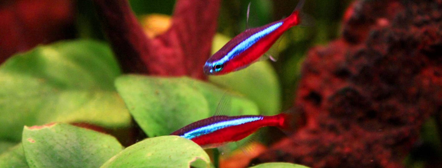Pesce Cardinale: la guida completa per prendertene cura