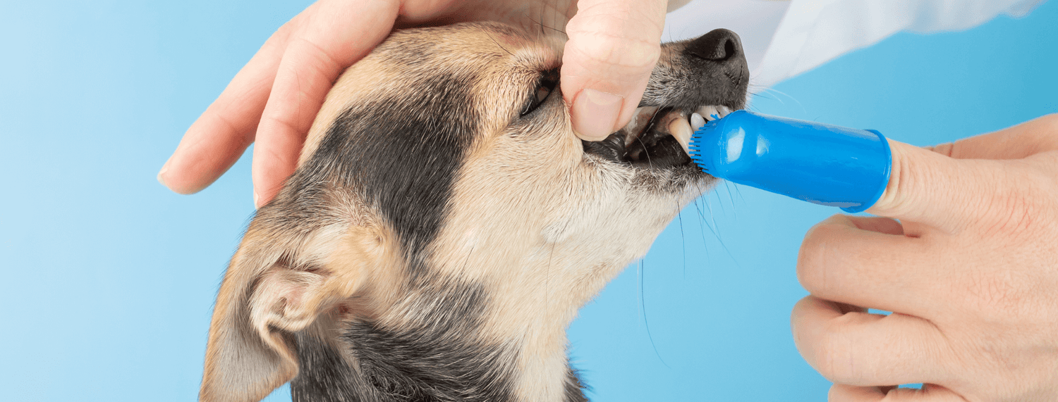 5 segnali che indicano problemi dentali al cane