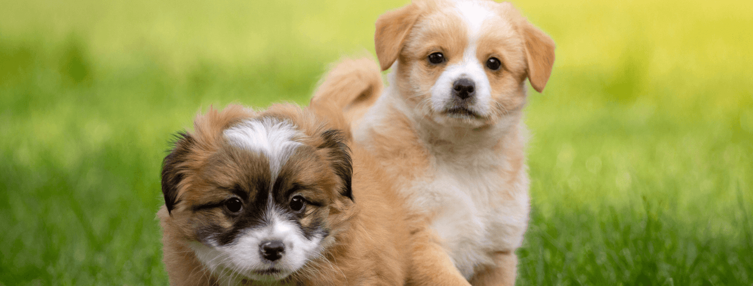Crocchette e cibo umido Puppy per cuccioli: alcuni consigli