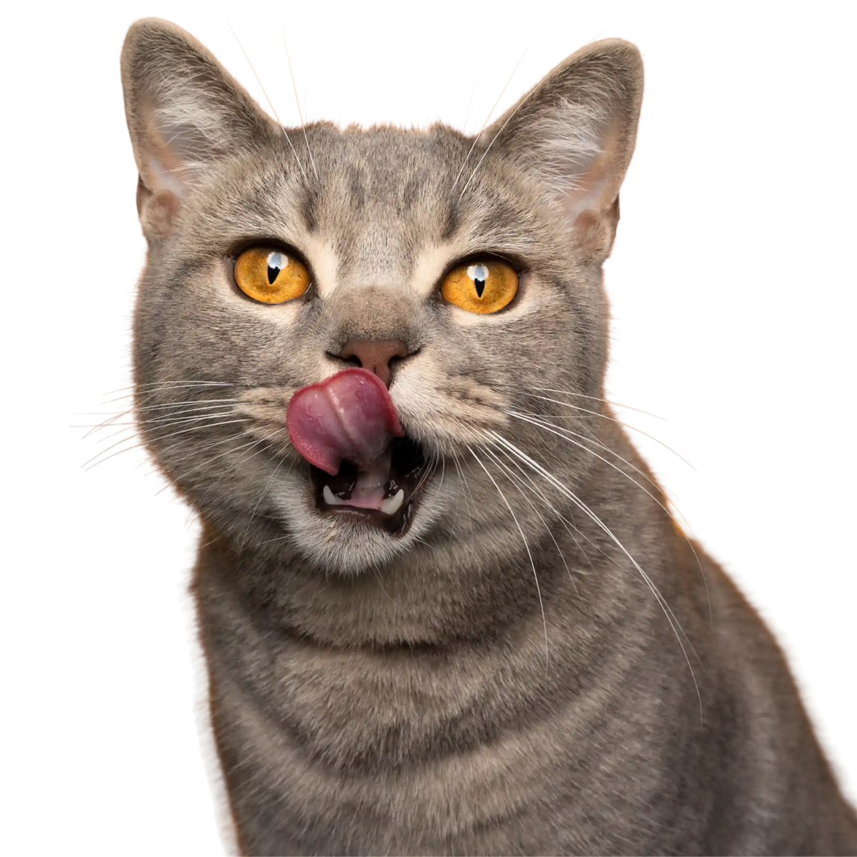 Gatto