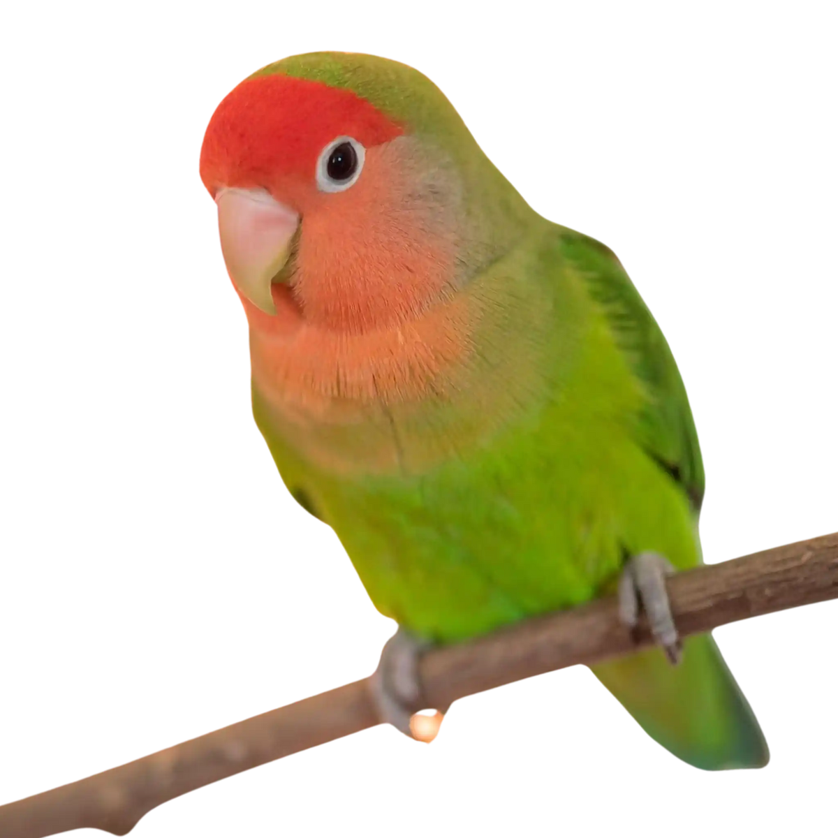 Uccello