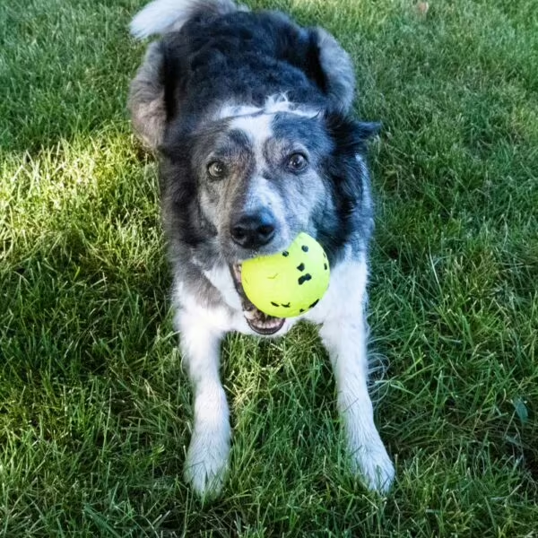 Kong Reflex Palla galleggiante gioco da riporto per cani