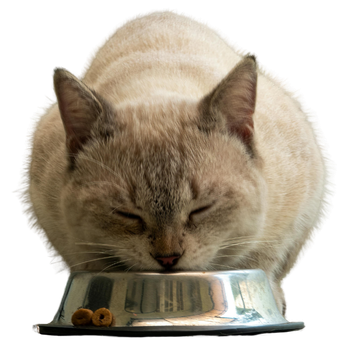 Ciotole per gatti