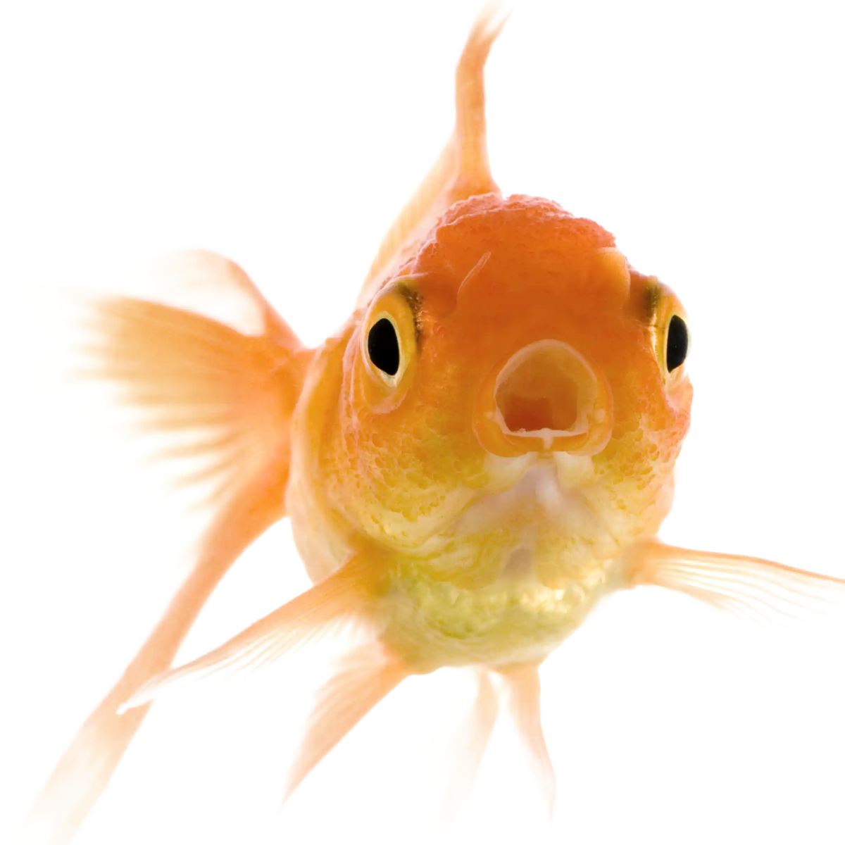 Pesce