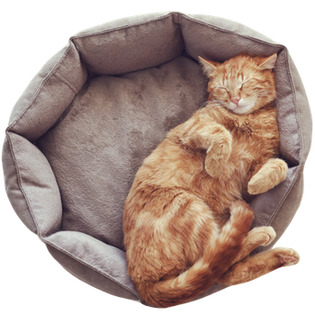 Cucce per gatti