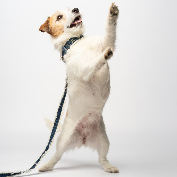 Guinzaglio per cani Denim in jeans 1,14 mt Liu Jo Pets