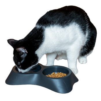 Cibo per gatti