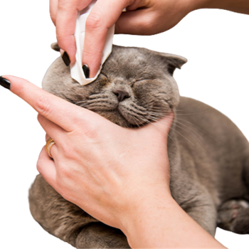Igiene per Gatti
