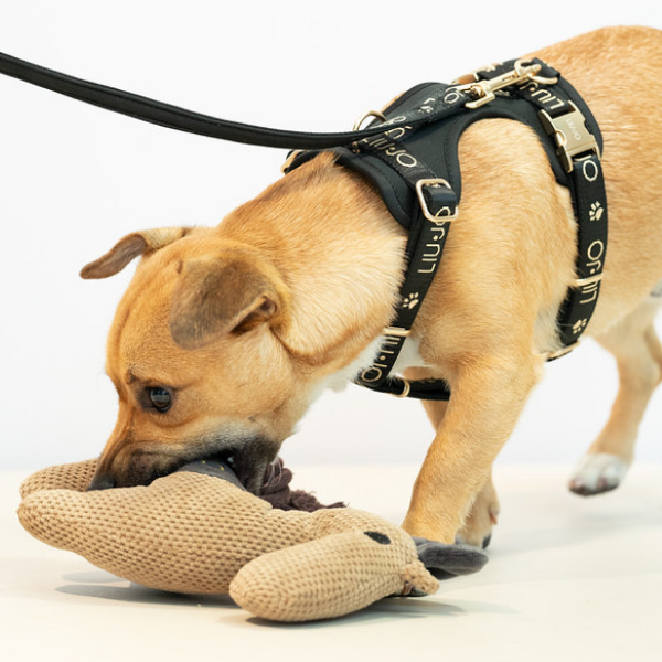 Pettorina ad H Jacquard Liu Jo Pets