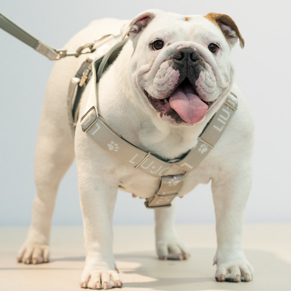 Pettorina ad H Jacquard Liu Jo Pets