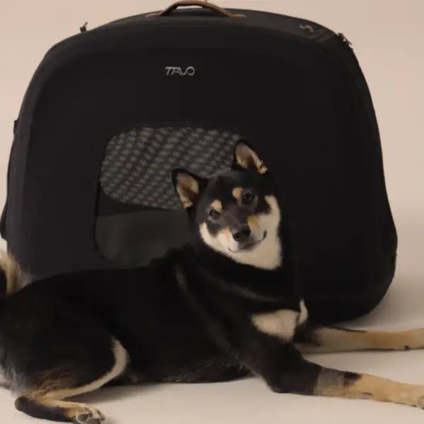 trasportino da viaggio per animali domestici con sistema isofix integrato crispin tavo immagine6