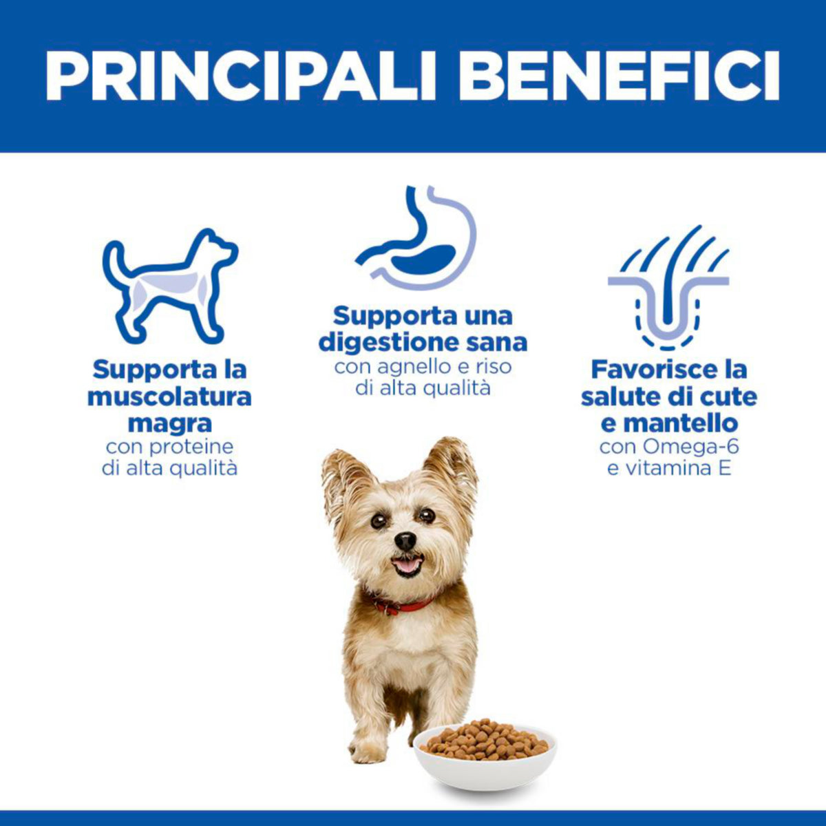Hill's Science Plan Adult Small & Mini Breed alimento secco per cani con Agnello e riso