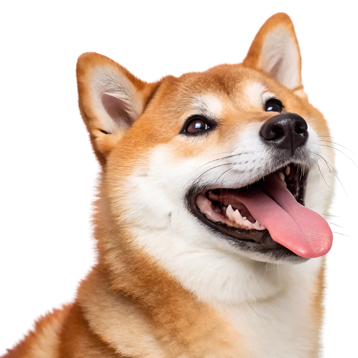 Cane