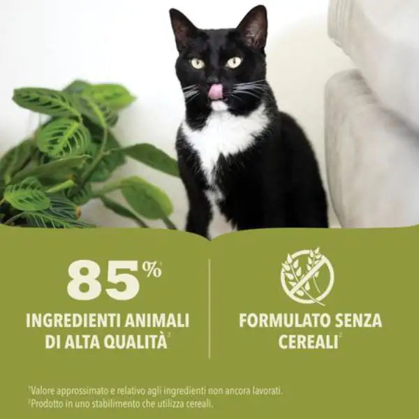 Acana Premium Patè Cat Adult Recipe Grain Free 85 g   bauzaarit.myshopify.com