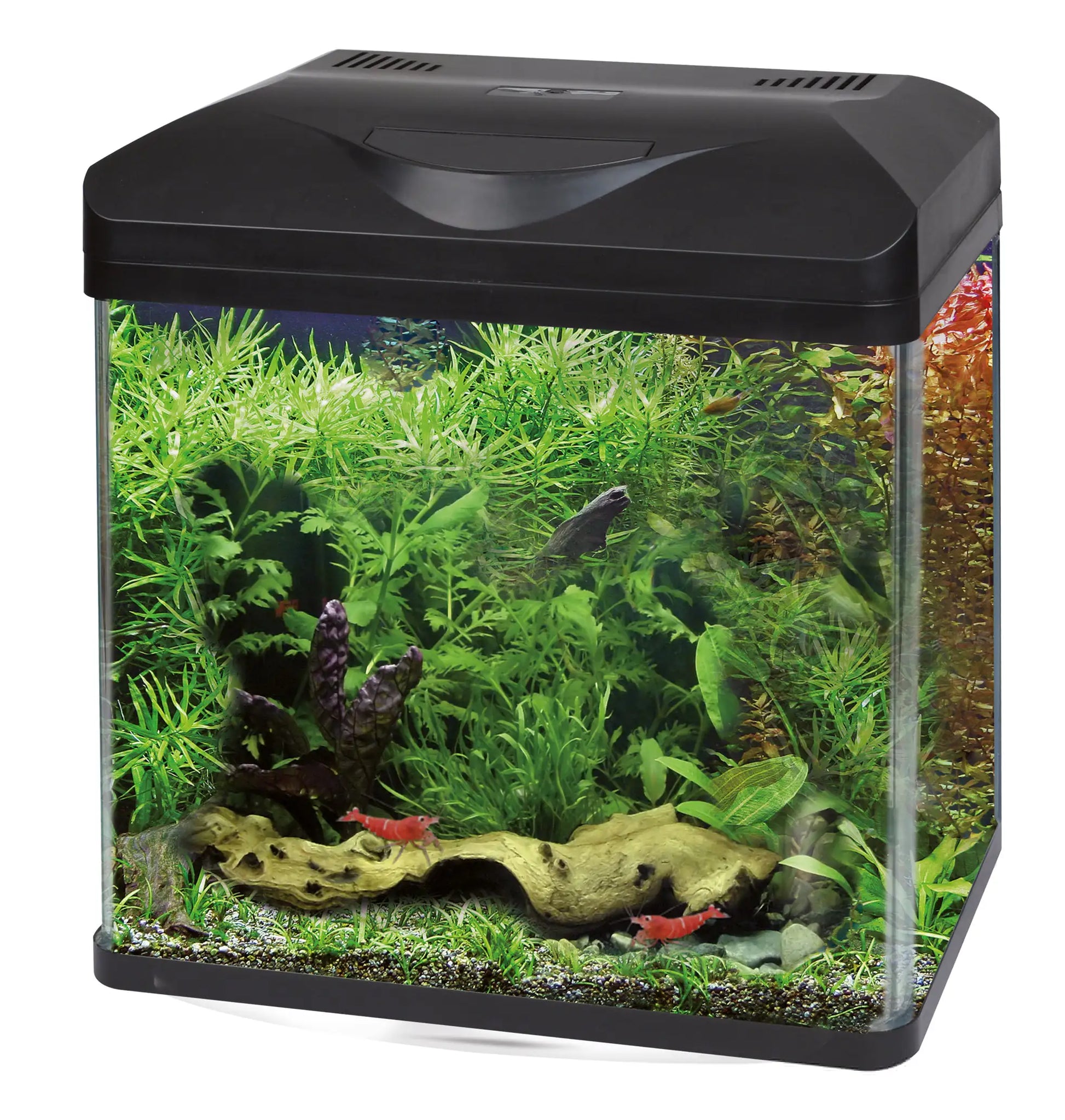 Acquario d'acqua dolce Laguna Led Amtra  50 bauzaarit.myshopify.com