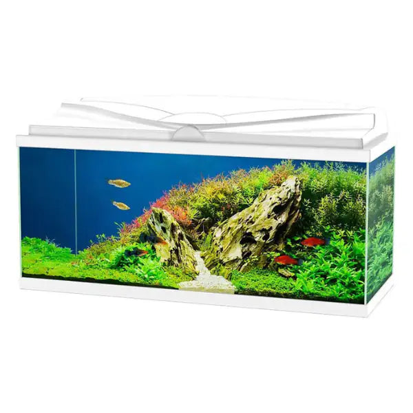 Aquario Aqua 80 Led Askoll portata 70 litri  Bianco - 80 x 30 x 41,5 bauzaarit.myshopify.com