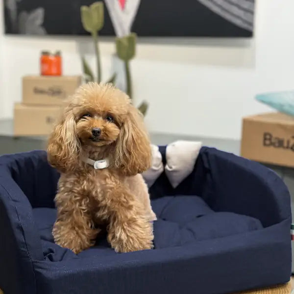 Cuccia per cani da interno Solid Blu Fabotex  Divanetto blu 60cm bauzaarit.myshopify.com