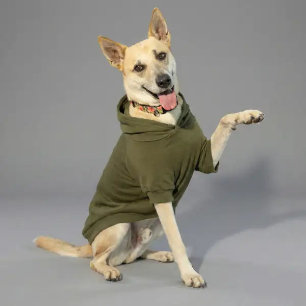 Felpa per cani mono colorazione Verde muschio Bauzaar  Modello 6 - Verde muschio bauzaarit.myshopify.com
