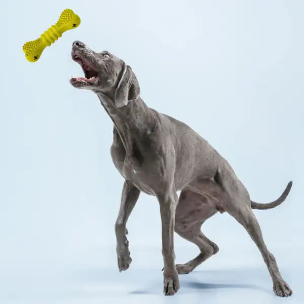 Gioco per cani in gomma naturale di cauciù Panton Croci colori assortiti   bauzaarit.myshopify.com
