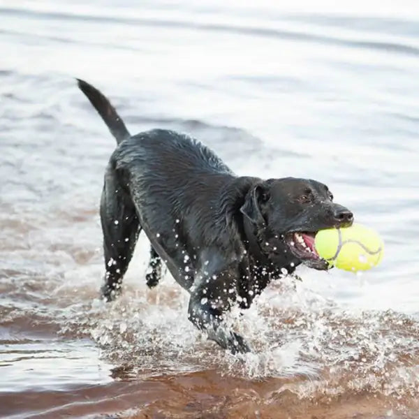 Kong Airdog Squeaker Football   bauzaarit.myshopify.com