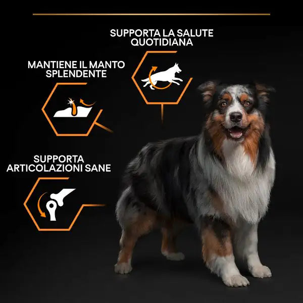 Purina Pro Plan Everyday Nutrition Medium Adult Crocchette Cane Pollo   bauzaarit.myshopify.com