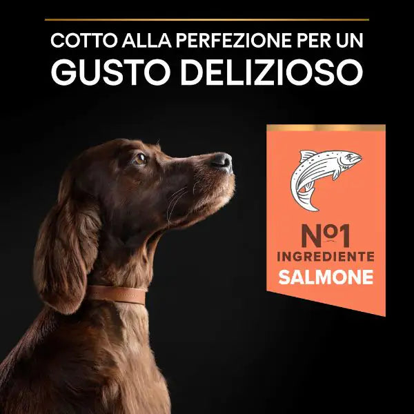 Purina Pro Plan Sensitive Skin Large Athletic Adult Crocchette Cane Salmone   bauzaarit.myshopify.com