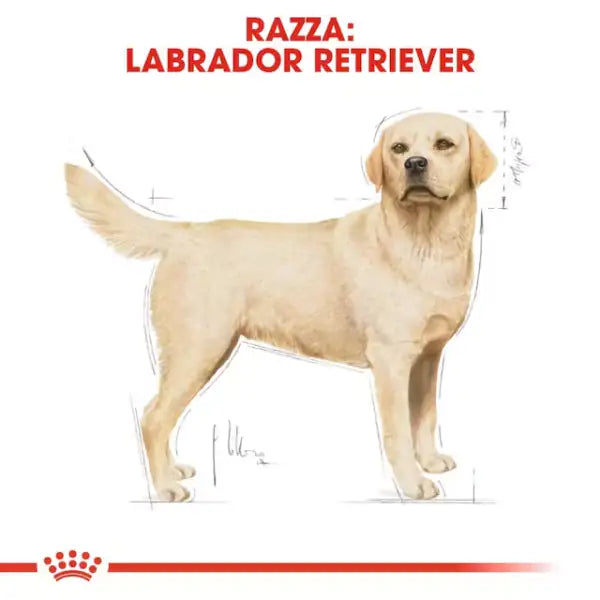 Royal Canin Labrador Retriever Adult   bauzaarit.myshopify.com