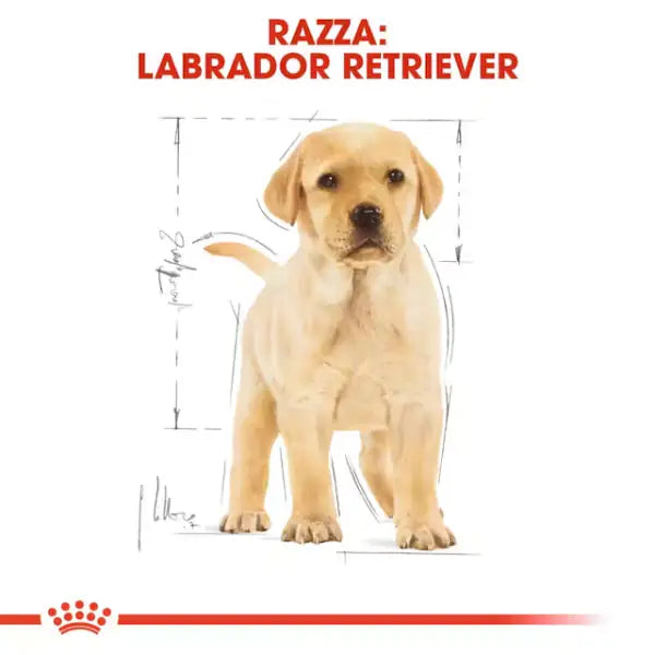 Royal Canin Labrador Retriever Puppy   bauzaarit.myshopify.com