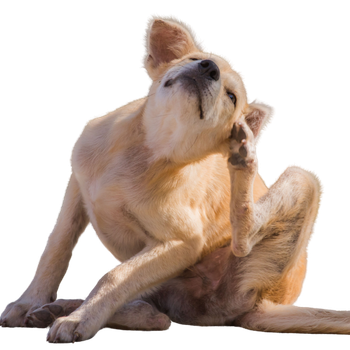 Antiparassitari per cani