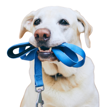Guinzaglieria per cani