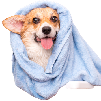 Toelettatura per cani