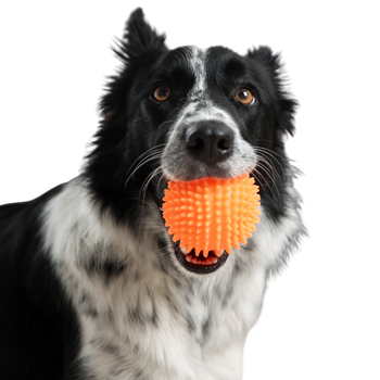 Giochi per cani