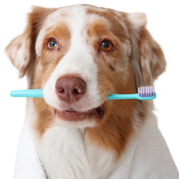 Igiene cani