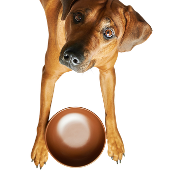 Ciotole per cani