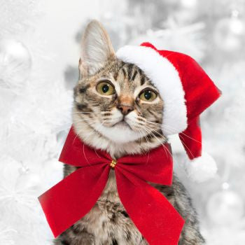 Natale