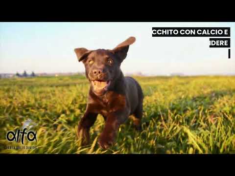 Carica video: 